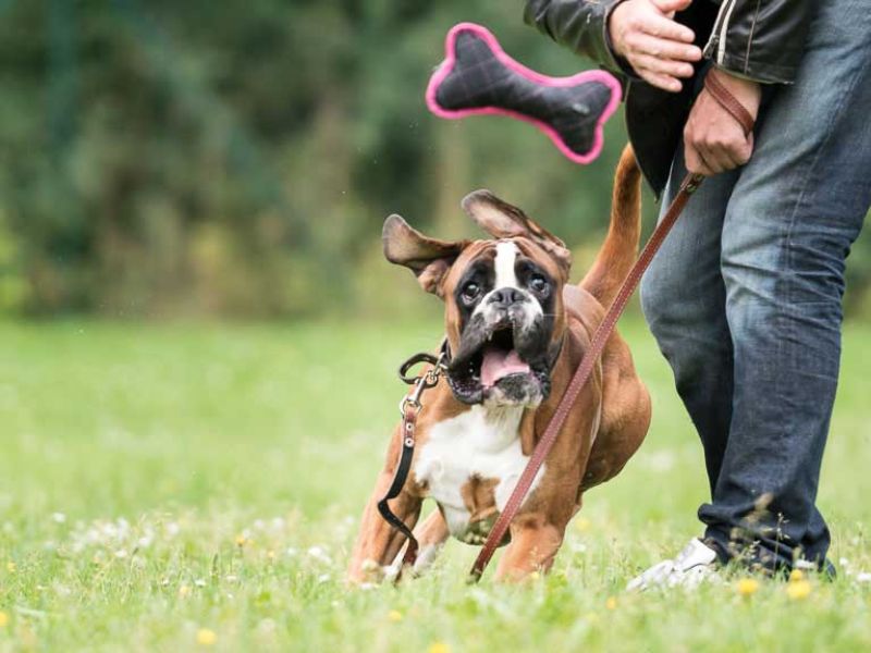 Boxer Dog Breed Info: Everything The Owner Needs To Know 20 Training A Boxer Dog Breed