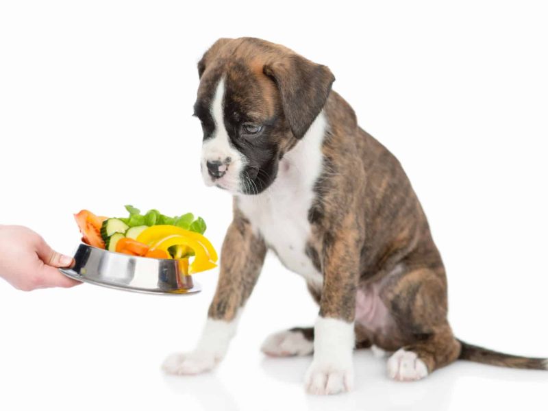 Boxer Dog Breed Info: Everything The Owner Needs To Know 22 Nutrition For A Boxer Dog Breed