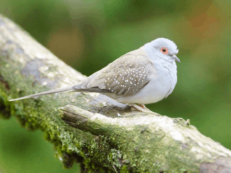 15 Types Of Pigeons And Doves - Gentle &Amp; Charming Pets 19 Diamond Dove Species Diamond Dove Lifespan