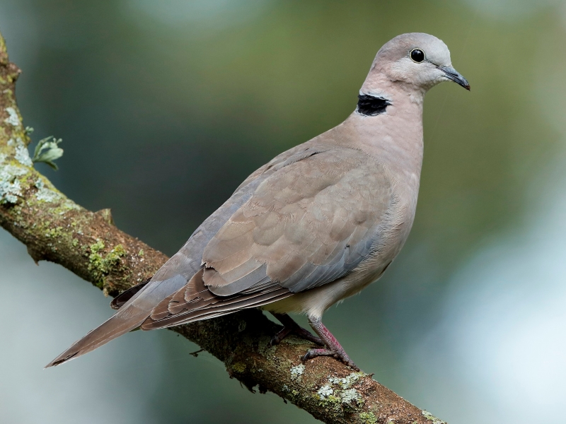 15 Types Of Pigeons And Doves - Gentle &Amp; Charming Pets 20 Ring-Necked Dove Types Of Doves