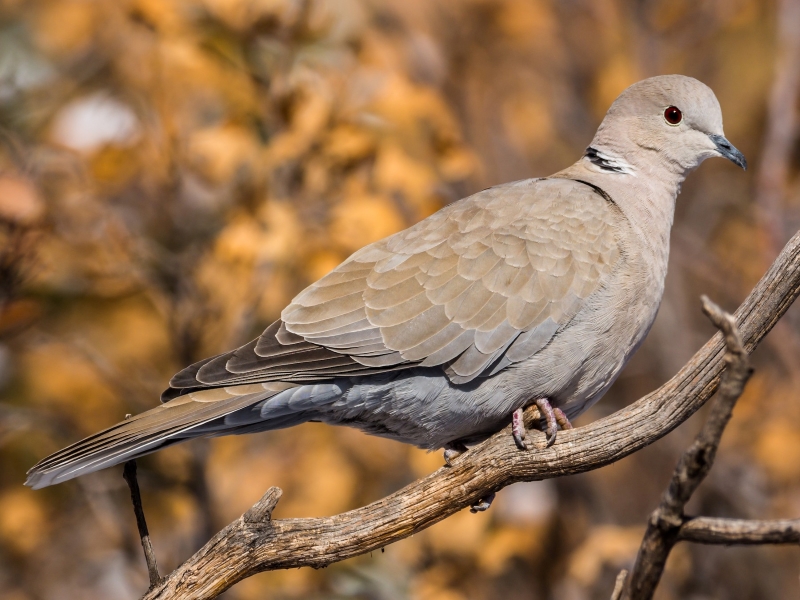15 Types Of Pigeons And Doves - Gentle &Amp; Charming Pets 21 Eurasian Collared-Dove Species