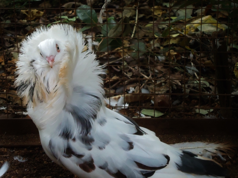 15 Types Of Pigeons And Doves - Gentle &Amp; Charming Pets 22 Jacobin Wild Pigeons