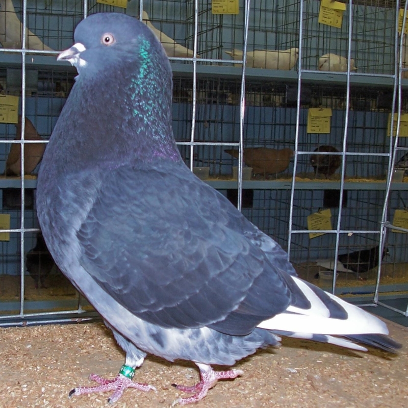 15 Types Of Pigeons And Doves - Gentle &Amp; Charming Pets 23 Roller Pigeons Species (Image: Wikipedia)
