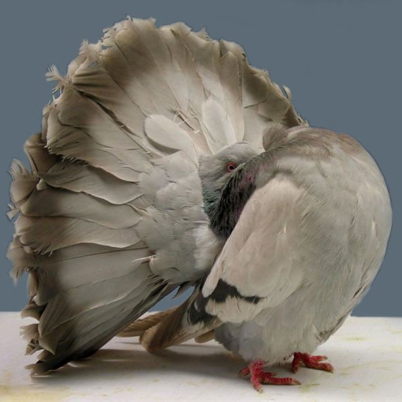 15 Types Of Pigeons And Doves - Gentle &Amp; Charming Pets 24 Fantail Pigeon Birds