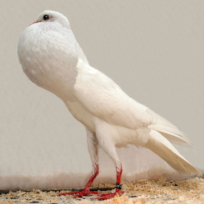 15 Types Of Pigeons And Doves - Gentle &Amp; Charming Pets 25 Pouter Pigeon Species