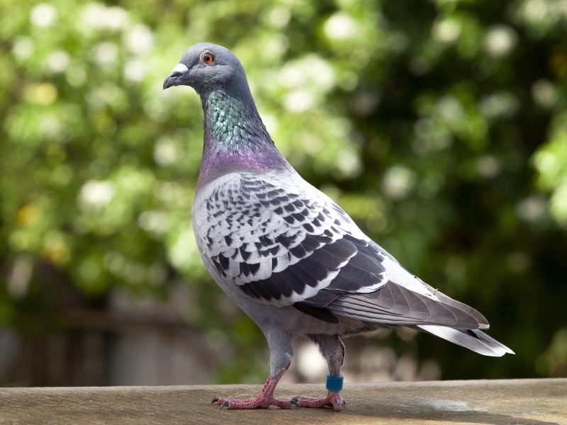 15 Types Of Pigeons And Doves - Gentle &Amp; Charming Pets 26 Homing Species Of Pigeon