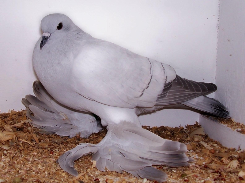 15 Types Of Pigeons And Doves - Gentle &Amp; Charming Pets 27 Ice Pigeon - German Pigeons Breed