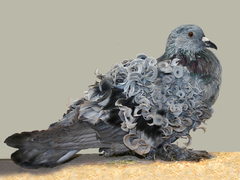 15 Types Of Pigeons And Doves - Gentle &Amp; Charming Pets 28 Frill Back Pigeon
