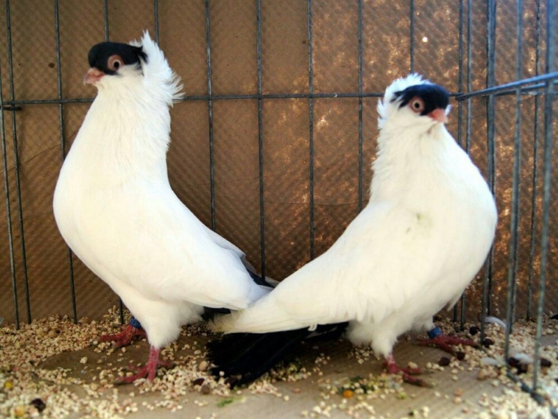 15 Types Of Pigeons And Doves - Gentle &Amp; Charming Pets 29 Helmet Pigeons