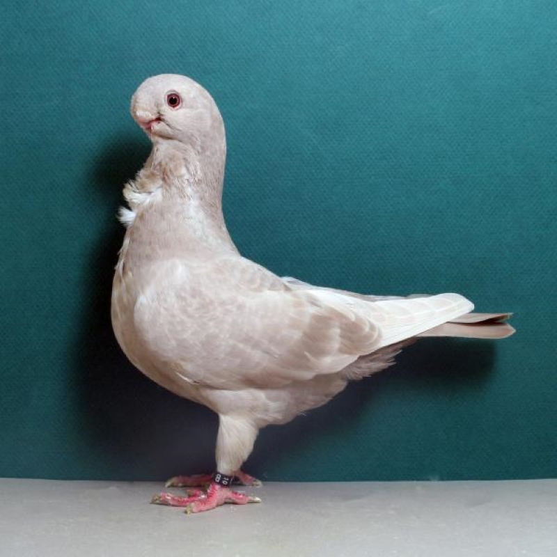 15 Types Of Pigeons And Doves - Gentle &Amp; Charming Pets 32 White African Owl Pigeon Domesticated Pigeon