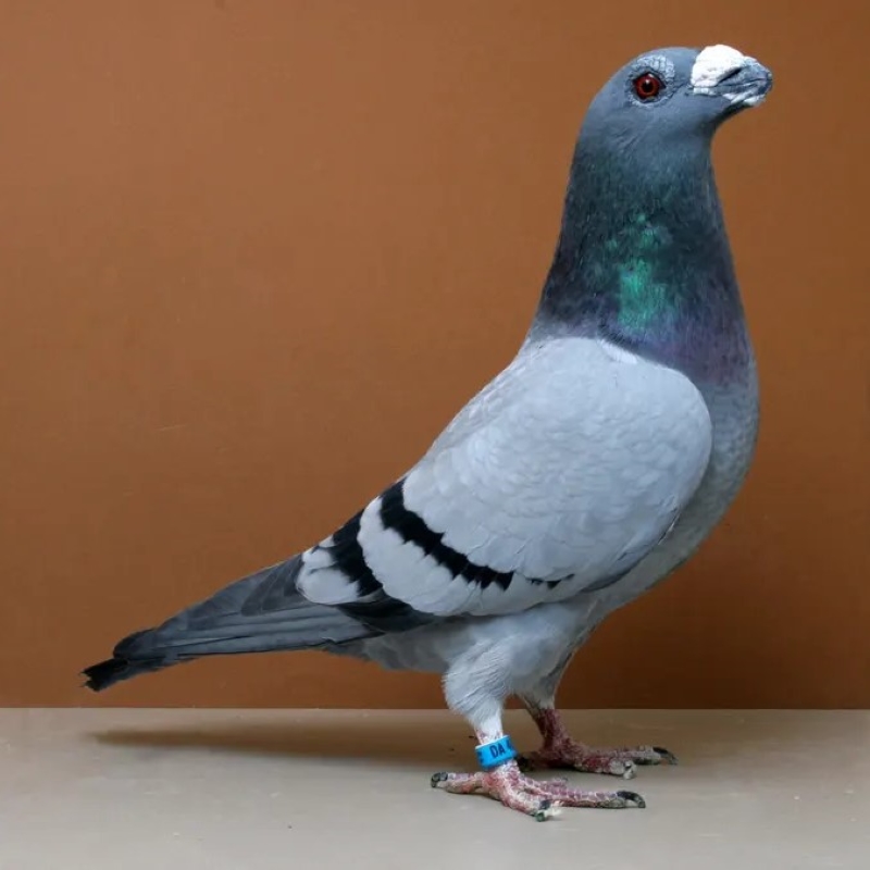 15 Types Of Pigeons And Doves - Gentle &Amp; Charming Pets 30 Dragoon Wild Pigeons