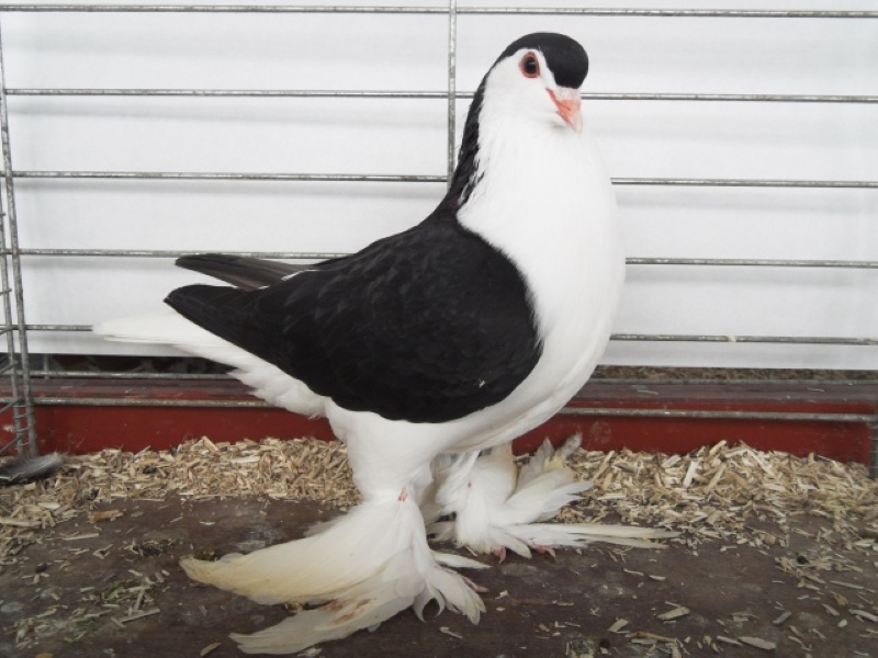 15 Types Of Pigeons And Doves - Gentle &Amp; Charming Pets 31 Lahore Pigeon Species