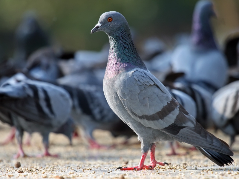 15 Types Of Pigeons And Doves - Gentle &Amp; Charming Pets 35 How To Take Care Of Pigeons And Doves
