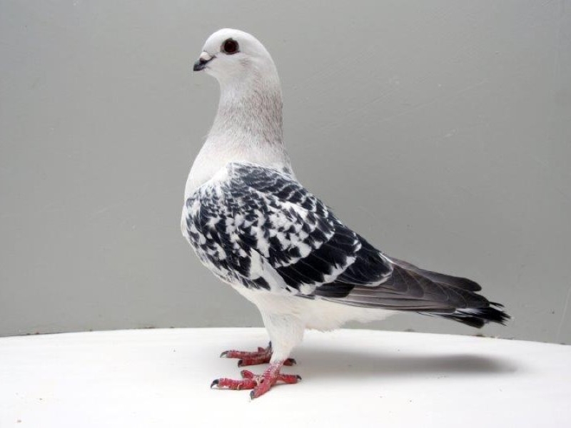 15 Types Of Pigeons And Doves - Gentle &Amp; Charming Pets 33 Damascene Pigeon