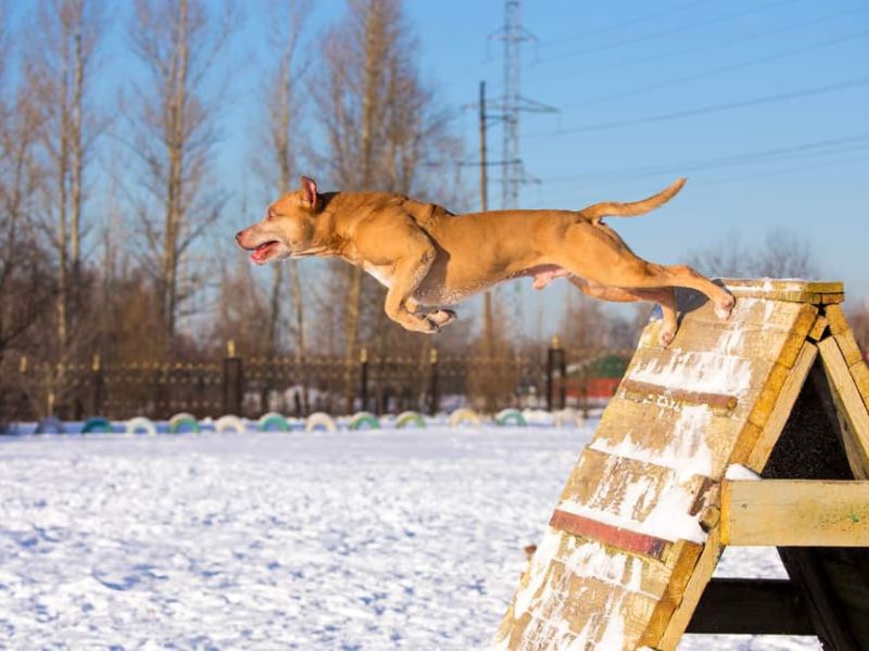 American Pitbull Terrier: A Guide To Its Background, Training &Amp; Care 12 American Pitbull Terrier Training