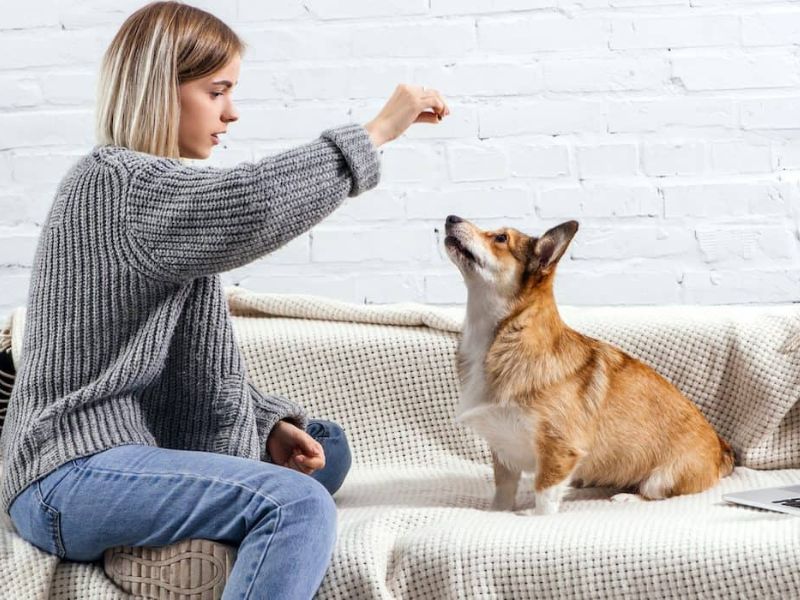 First step to teach a dog to shake hands