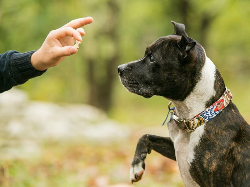 How to train your dog to shake without a clicker