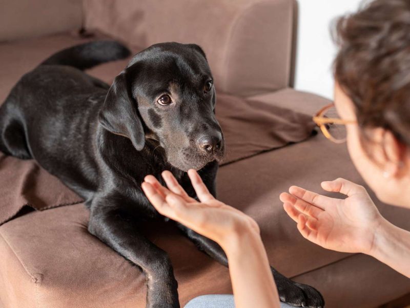 how to train a dog to come when called