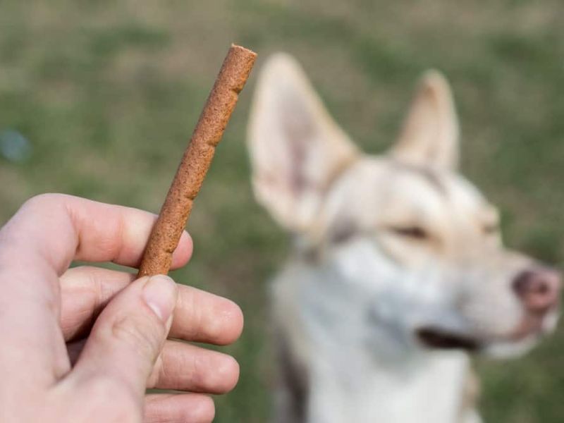 How To Teach A Dog To Come When Called In 5 Easy Steps? 13 Teach A Dog To Come With Many Distractions