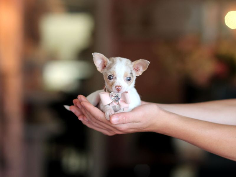 All Chihuahua Dog Breed Information &Amp; Fun Facts To Take Care 18 Adopting Chihuahua Puppies