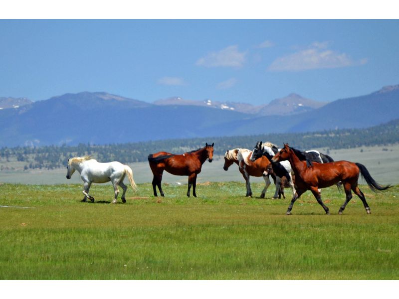 Discover The Rocky Mountain Horse: Beauty And Versatility Breed 12 Is The Rocky Mountain Horse Right For You