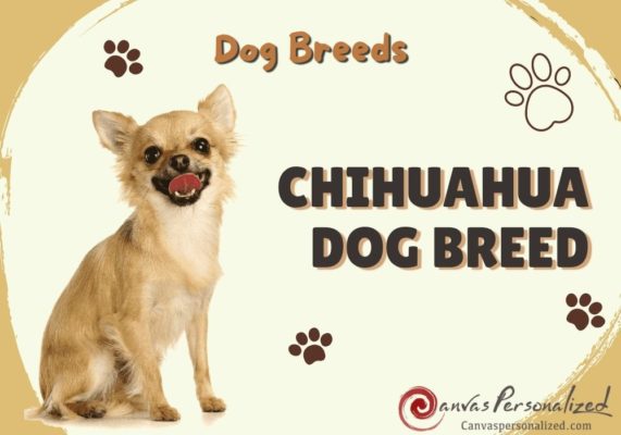 Chihuahua Dog Breed Info &Amp; Facts: Blog Canvas Personalized