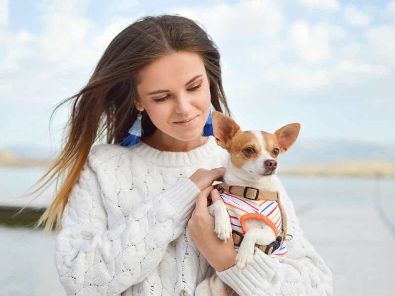 All Chihuahua Dog Breed Information &Amp; Fun Facts To Take Care 17 Ideal Living Environment Of The Chihuahua Dog Breed
