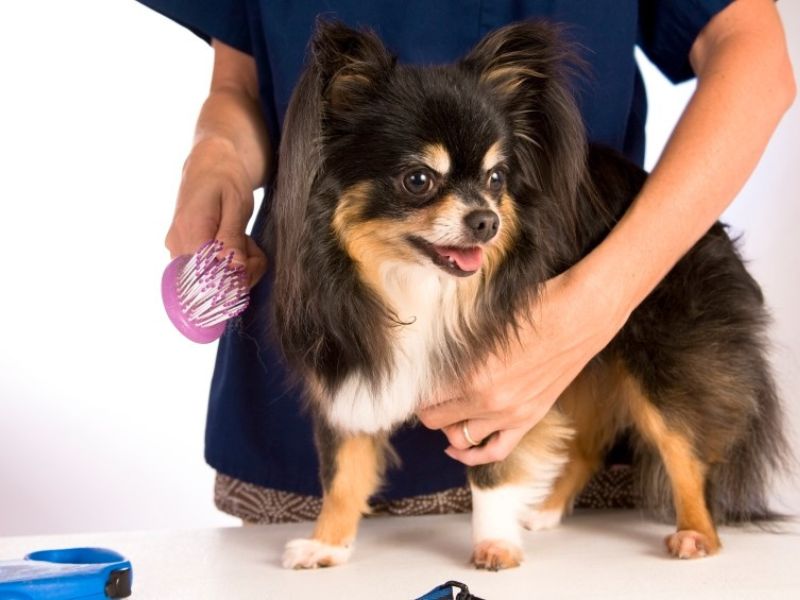 All Chihuahua Dog Breed Information &Amp; Fun Facts To Take Care 15 Care Of The Chihuahua Dog Breed