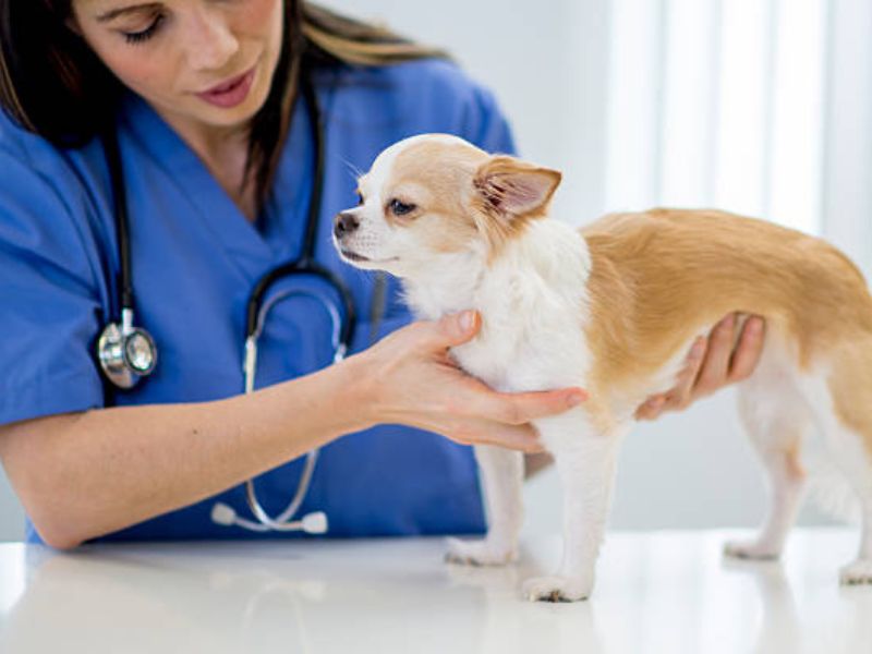 All Chihuahua Dog Breed Information &Amp; Fun Facts To Take Care 14 The Chihuahuas'Health Check