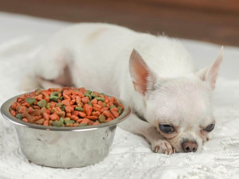 All Chihuahua Dog Breed Information &Amp; Fun Facts To Take Care 16 Nutrition For Chihuahuas