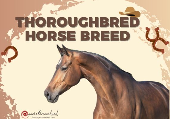 Thoroughbred Horse Breed