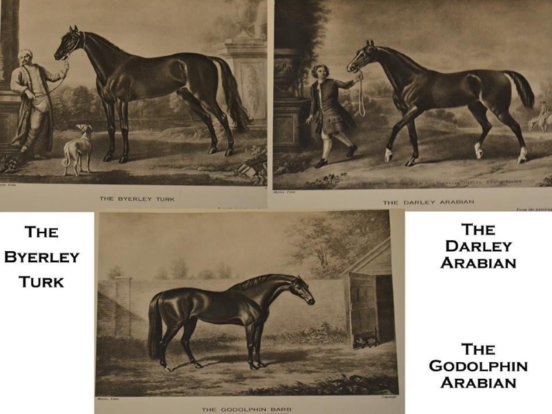 Thoroughbred Horse Breed: Racing Royalty In Equine World 9 The Background Of Thoroughbred Horses
