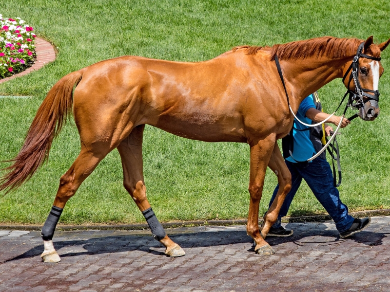 Thoroughbred Horse Breed: Racing Royalty In Equine World 10 Thoroughbred Horse Lifespan