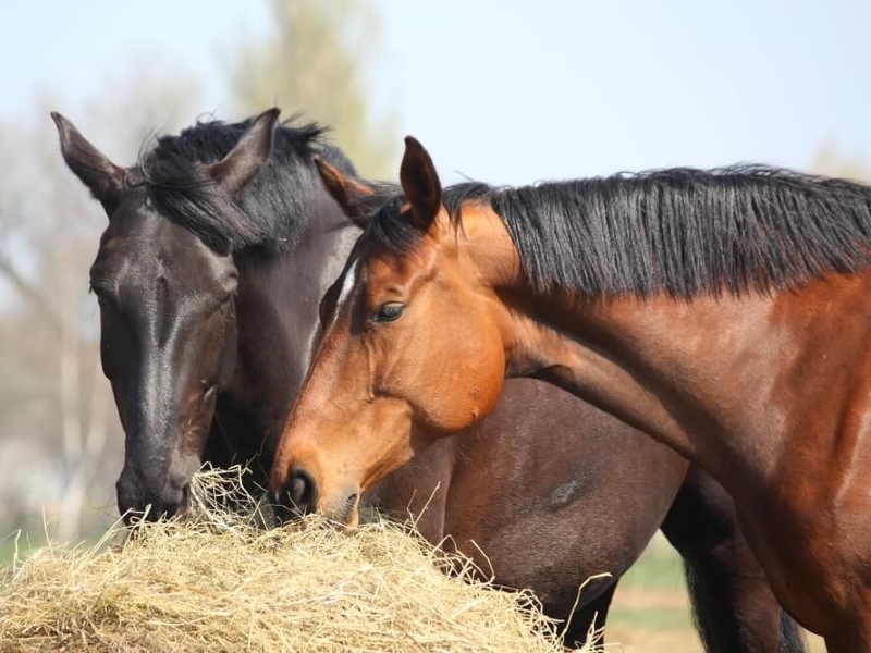Thoroughbred Horse Breed: Racing Royalty In Equine World 11 Thoroughbred Horse Size