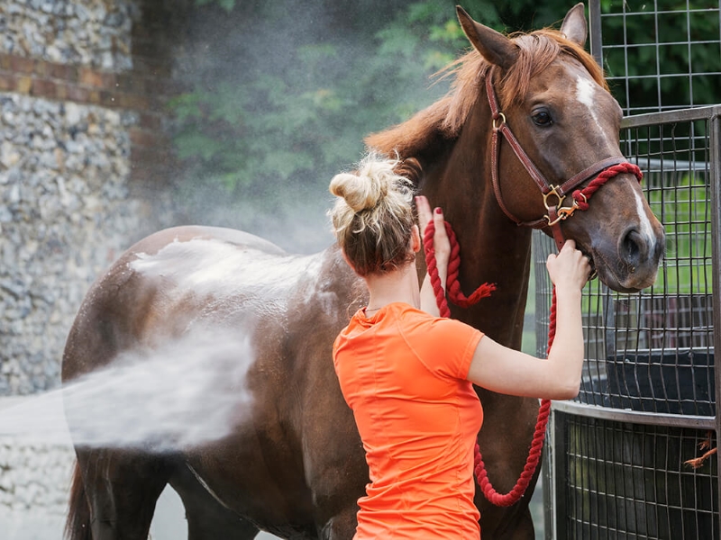 Thoroughbred Horse Breed: Racing Royalty In Equine World 12 Thoroughbred Horse Information