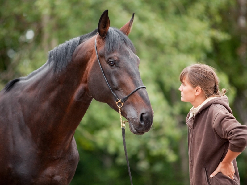 Thoroughbred Horse Breed: Racing Royalty In Equine World 13 Thoroughbred Horse Characteristics