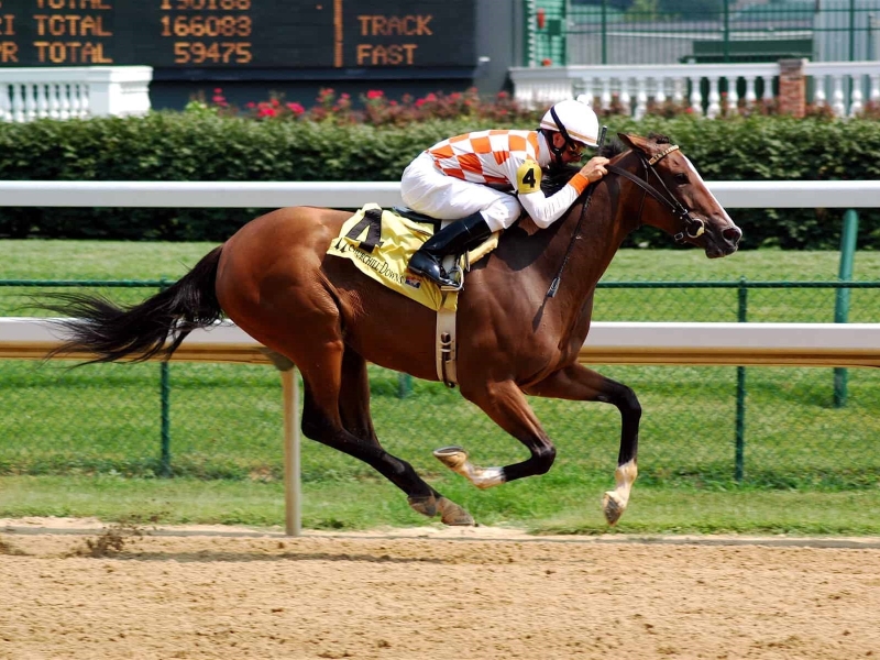 Thoroughbred Horse Breed: Racing Royalty In Equine World 14 Thoroughbred Racehorse - Thoroughbred Horse Lifespan