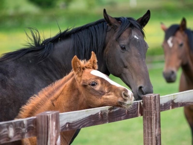 Thoroughbred Horse Breed: Racing Royalty In Equine World 15 Thoroughbred Horse Colors