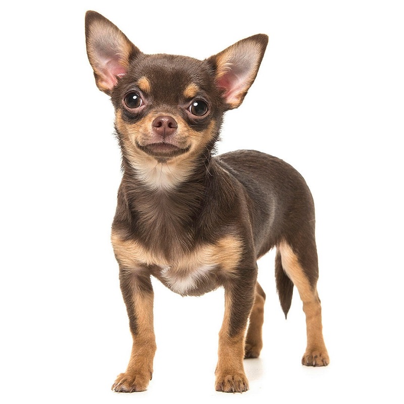 All Chihuahua Dog Breed Information &Amp; Fun Facts To Take Care 13 Chihuahua Dog Breed