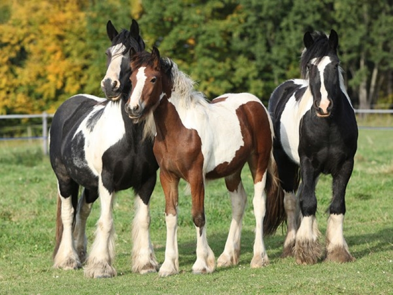 Gypsy Vanner Horse: Overview About This Awesome Breed 8 Background Of Gypsy Horses