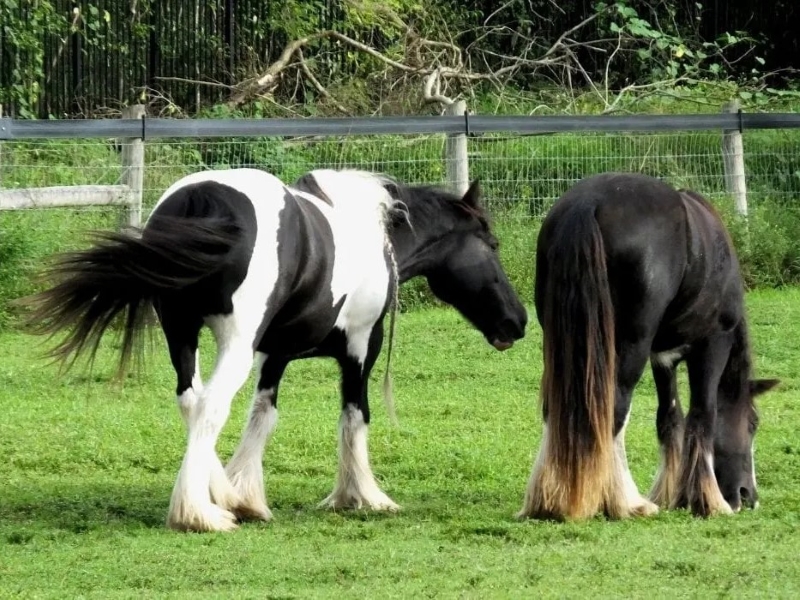 Gypsy Vanner Horse: Overview About This Awesome Breed 10 Diet And Nutrition Gypsy Vanner Horse - Gypsy Horse Lifespan