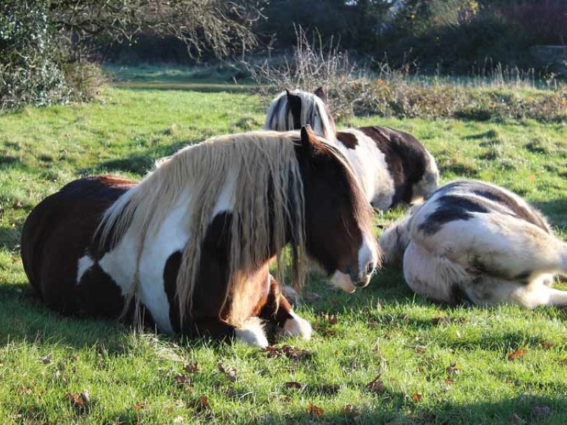 Gypsy Vanner Horse: Overview About This Awesome Breed 12 Health Issues And Gypsy Vanner Temperament