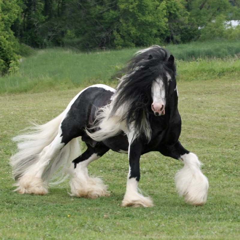 Gypsy Vanner Horse: Overview About This Awesome Breed 11 Gypsy Vanners - Gypsy Vanner Lifespan