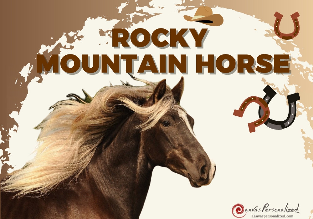 Discover The Rocky Mountain Horse: Beauty And Versatility Breed 7 Rocky Mountain Horse