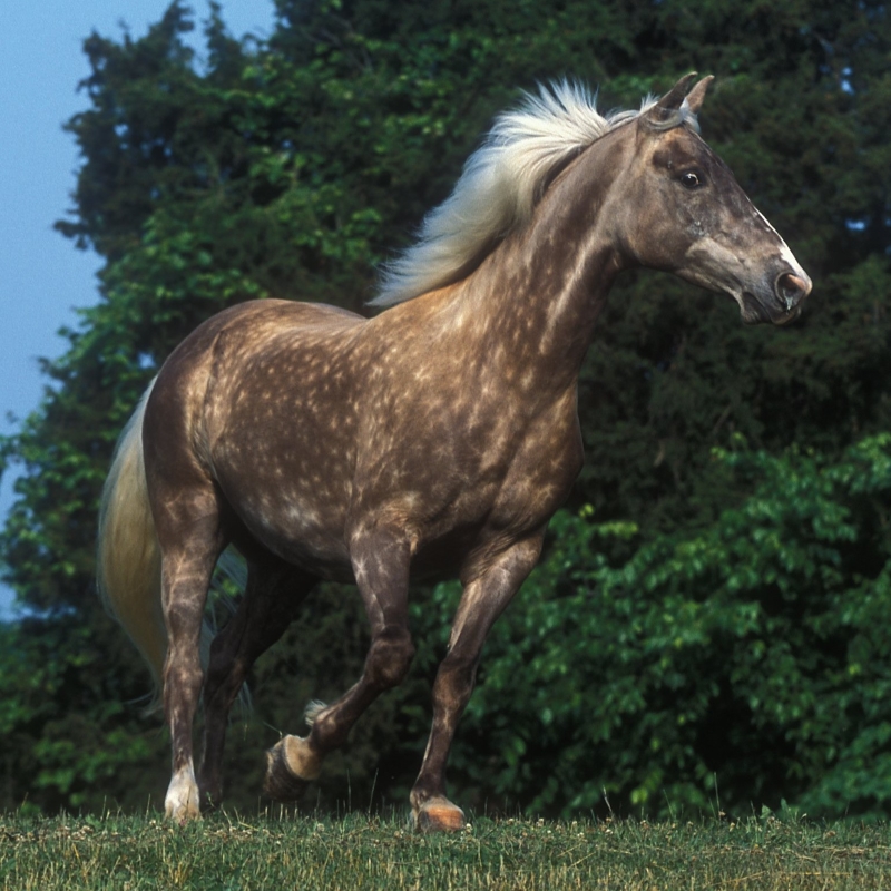 Discover The Rocky Mountain Horse: Beauty And Versatility Breed 8 Rocky Mountain Horse Breed
