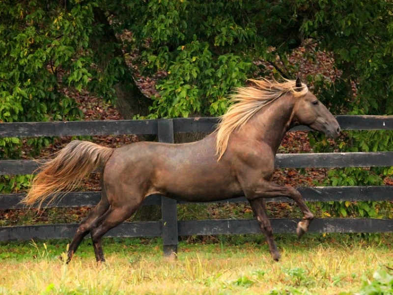 Discover The Rocky Mountain Horse: Beauty And Versatility Breed 9 Rocky Mountain Gaited Horse