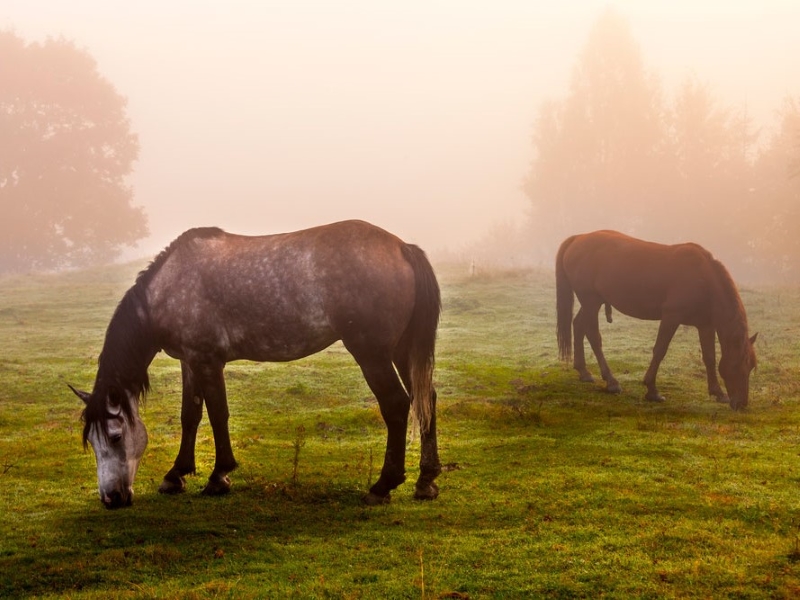 Discover The Rocky Mountain Horse: Beauty And Versatility Breed 10 Nutrition And Diet Mountain Horse Breed As Pet