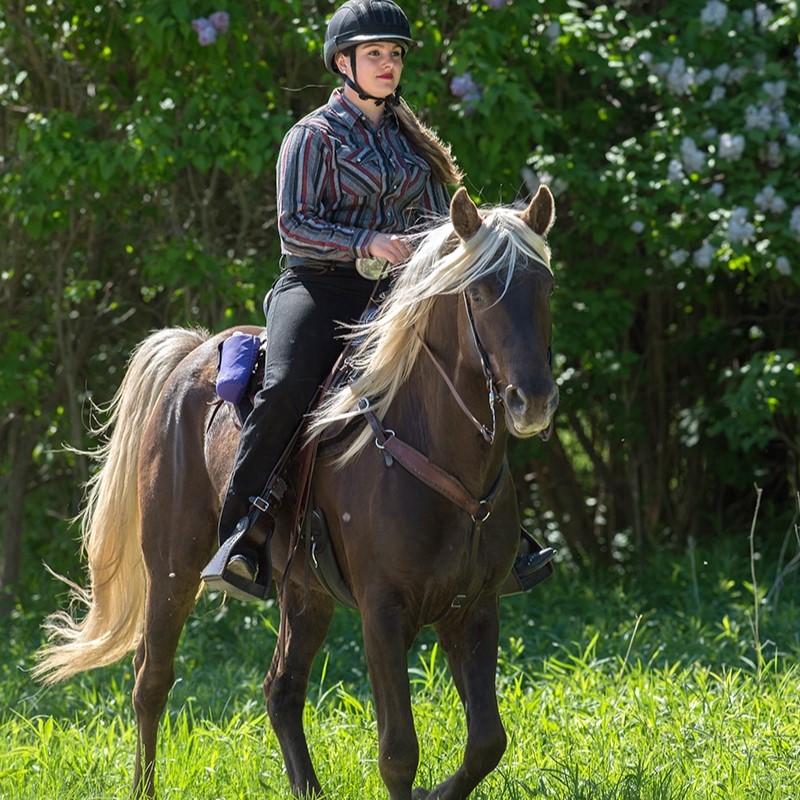 Discover The Rocky Mountain Horse: Beauty And Versatility Breed 11 Typical Mountain Horse Breeds Health And Behavior Problems