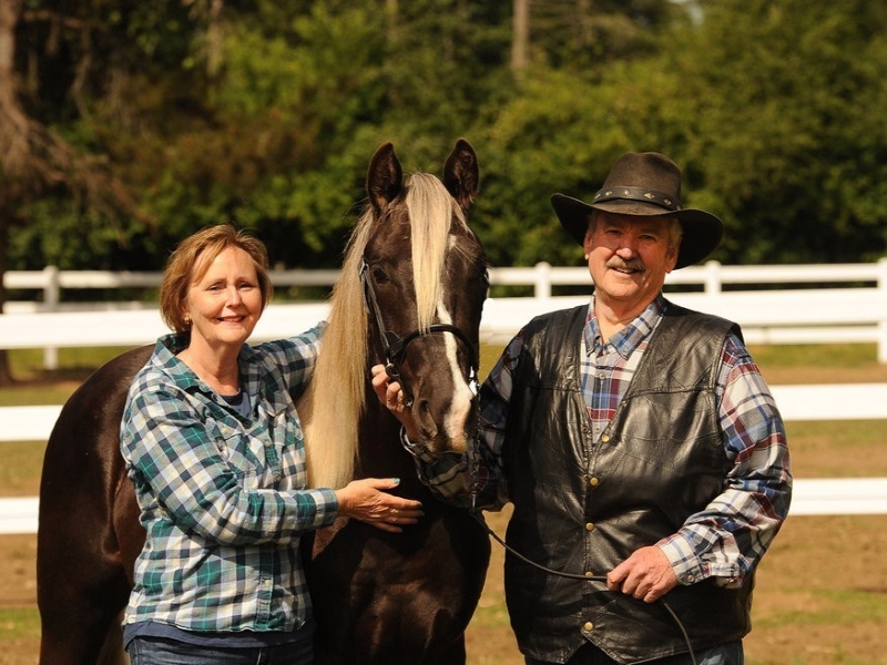 Discover The Rocky Mountain Horse: Beauty And Versatility Breed 13 Is The Rocky Mountain Horse Right For You