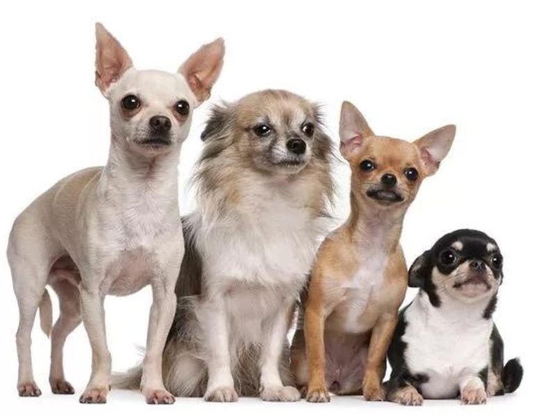 Chihuahua breeds 2024